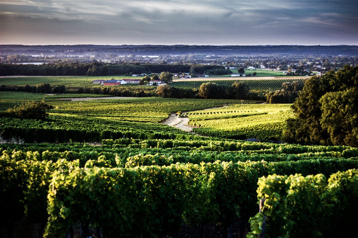 Uitzicht op de wijngaard van Sainte Foy