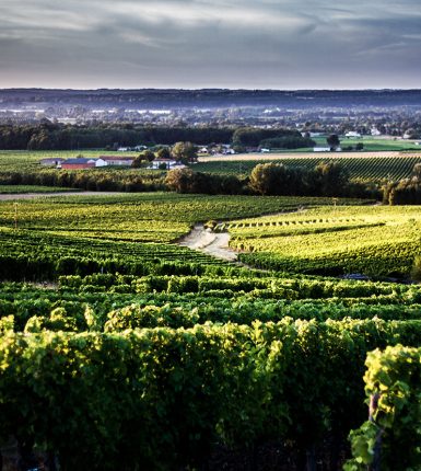 L&rsquo;appellation Sainte-Foy-Côtes de Bordeaux