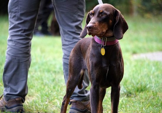 Société de chasse – ACCA de Riocaud