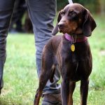 Repas de chasse par l&rsquo;ACCA de SAint-André-et-Appelles